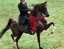 Heirs Noble Love