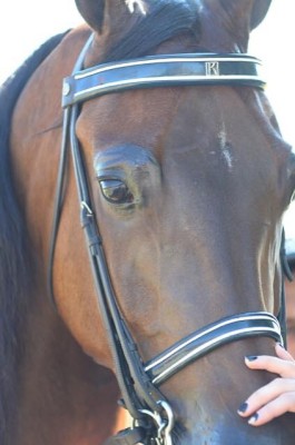 2014 horse closeup