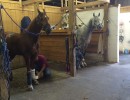 grooming stalls