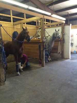 grooming stalls