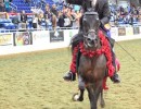 joel after winning english pleasure championship